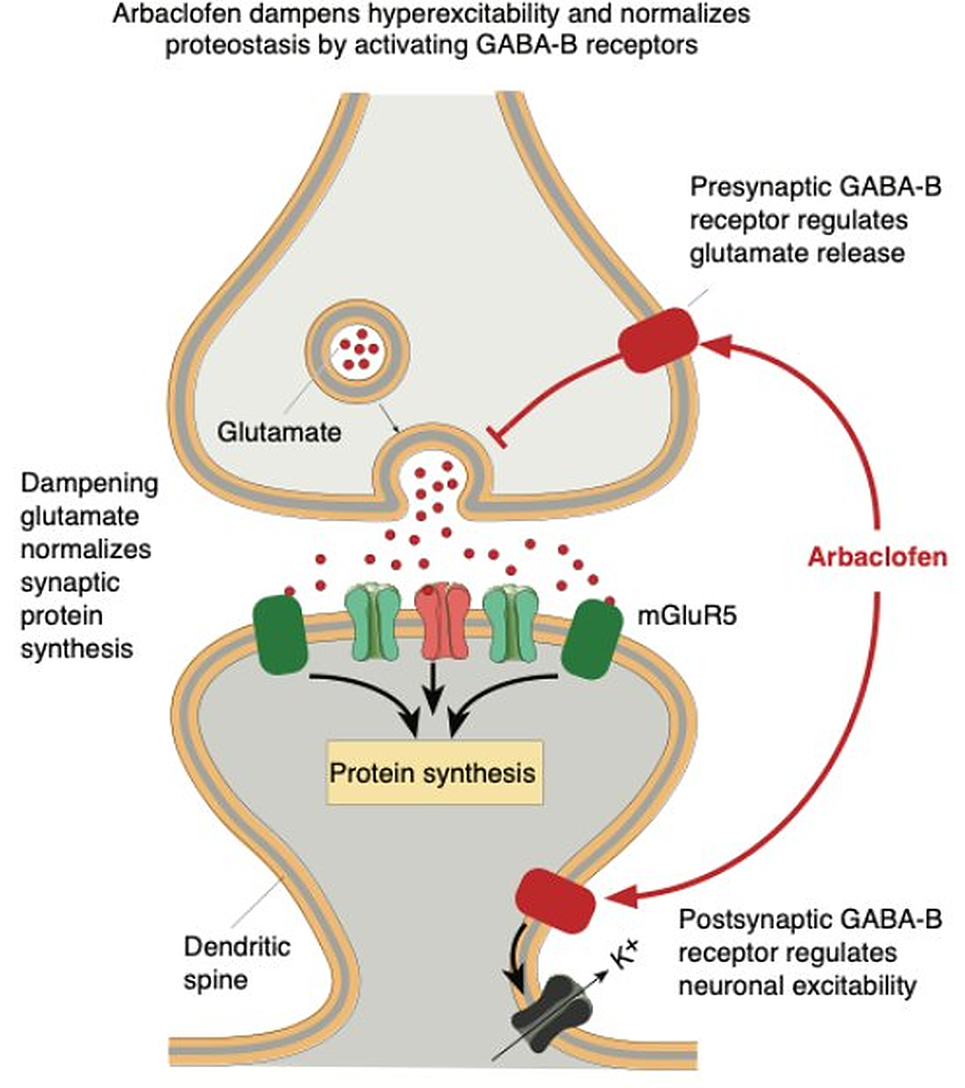 Diagram of arbaclofen's dual action on pre- and post-synaptic GABA-B receptors at an excitatory synapse.