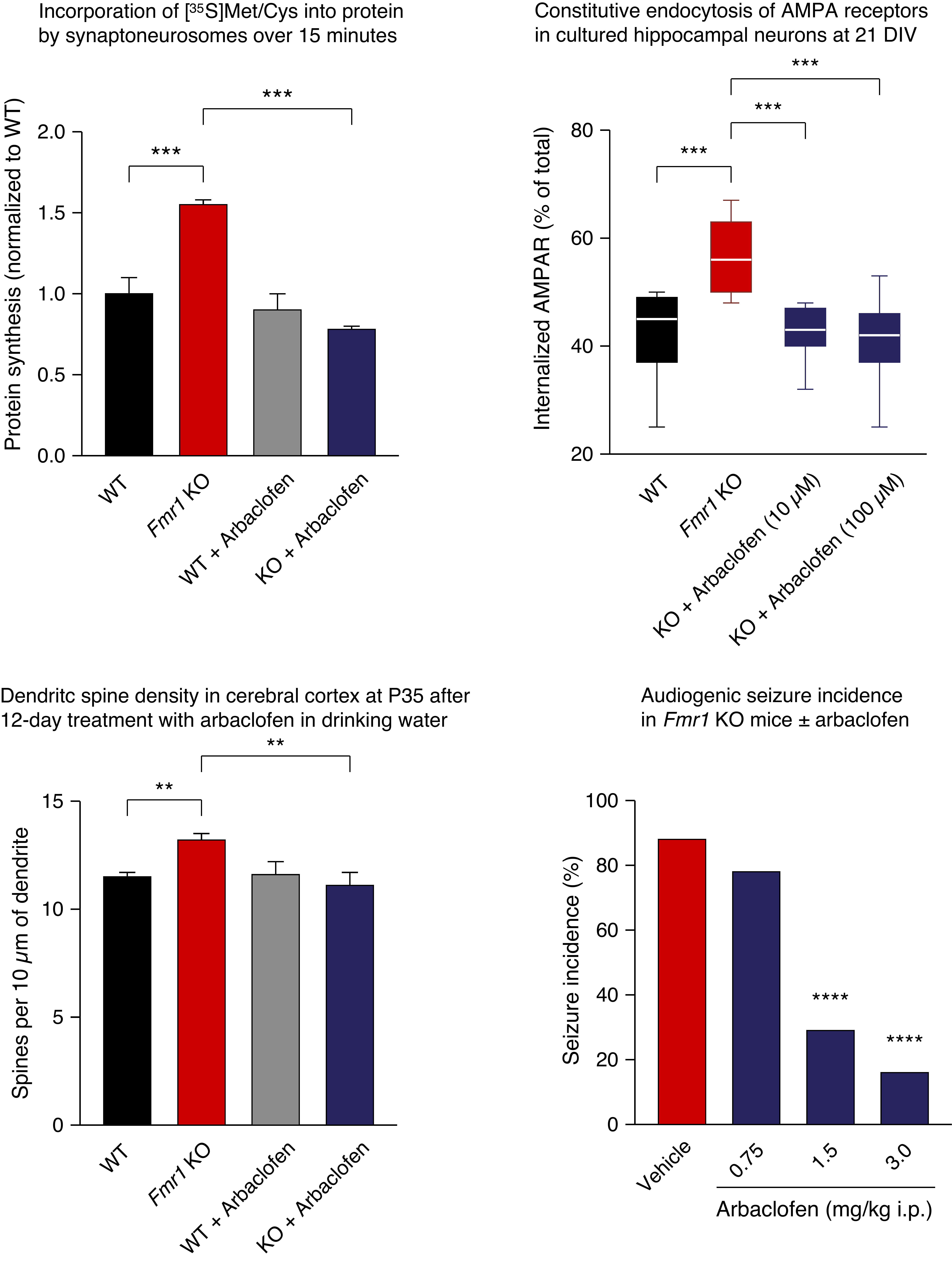 Four-panel figure: protein synthesis, AMPA receptor endocytosis, dendritic spine density, and audiogenic seizure incidence in Fmr1 knockout mice treated with arbaclofen.